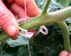 Domates Klipsi 250 Adet Sera Bitki Klipsi Sebze Klipsi Domates Kelepçesi