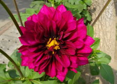Dahlia Çiçeği Tohumu 1 Paket (100 Adet Tohum) Çiçek Tohumları