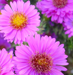 Dilber Kirpiği Çiçeği Tohumu 1 Paket (50 Adet Tohum) Çiçek Tohumları