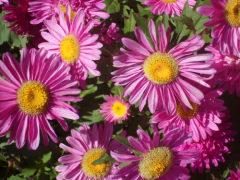 Dilber Kirpiği Çiçeği Tohumu 1 Paket (50 Adet Tohum) Çiçek Tohumları