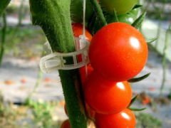 Domates Klipsi 1000 Adet Sera Bitki Klipsi Sebze Klipsi Domates Kelepçesi