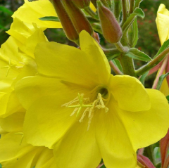 Ezan Çiçeği Tohumu 1 Paket (100 Adet Tohum) Çiçek Tohumları