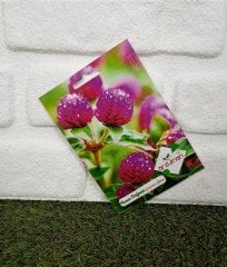 Hanım Düğmesi Çiçeği Tohumu 1 Paket (20 Adet Tohum) Çiçek Tohumları