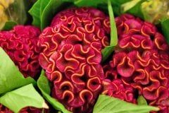 Horozibiği Çiçeği Tohumu 1 Paket (100 Adet Tohum) Çiçek Tohumları