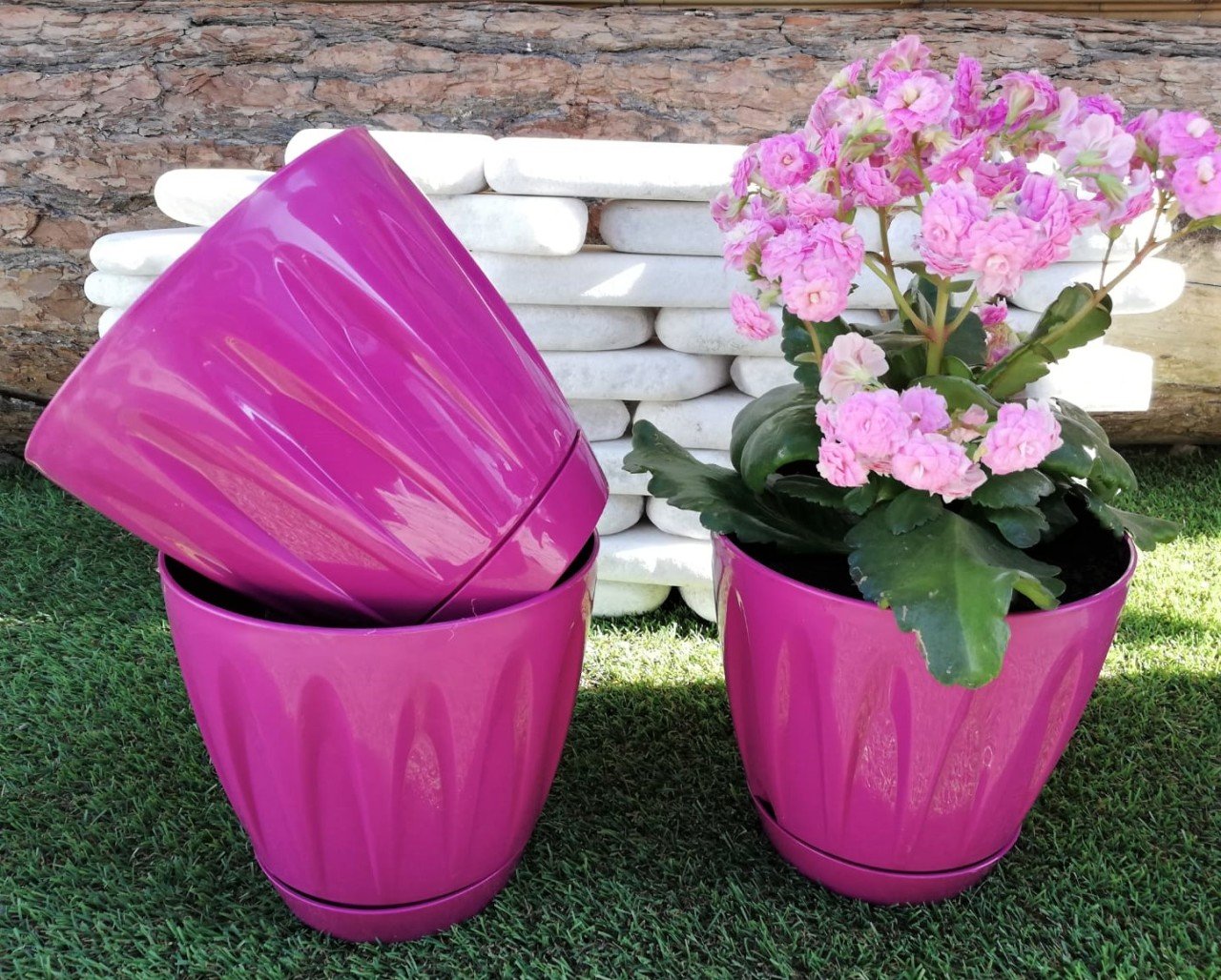 Renkli Saksı 3 LT 3 Adet Vişne Renk Papatya Model Plastik Tabaklı Çiçek Saksısı