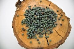 Menengiç Tohumu 3 Kg Çitlembik