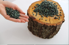 Menengiç Tohumu 3 Kg Çitlembik