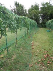 Arı Tülü 1x5 Metre Arı Filesi Bağ Filesi Üzüm Koruma Filesi