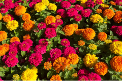 Zinna Çiçeği Tohumu 1 Paket (30 Adet Tohum) Çiçek Tohumları