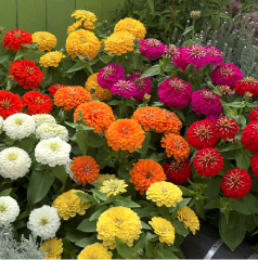 Zinna Çiçeği Tohumu 1 Paket (30 Adet Tohum) Çiçek Tohumları
