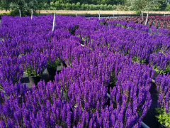 Adaçayı Tohumu 1 Paket (50 Adet Tohum)