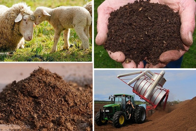 Koyun Gübresi 10 Kg Yanmış Kokusuz Gübre