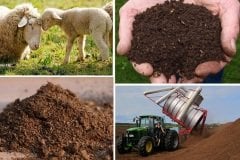 Koyun Gübresi 10 Kg Yanmış Kokusuz Gübre