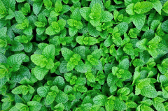 Nane Tohumu 1 Paket (100 Adet Tohum)