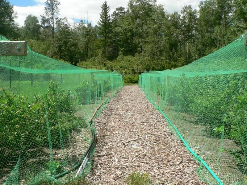 Arı Tülü 3x20 Metre  Arı Filesi Bağ Filesi Üzüm Koruma Filesi