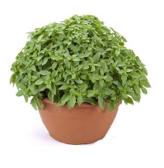 Top Reyhan Tohumu 1 Paket (100 Adet Tohum) Tıbbi Aromatik Çiçek Tohumu