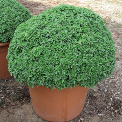 Top Reyhan Tohumu 1 Paket (100 Adet Tohum) Tıbbi Aromatik Çiçek Tohumu