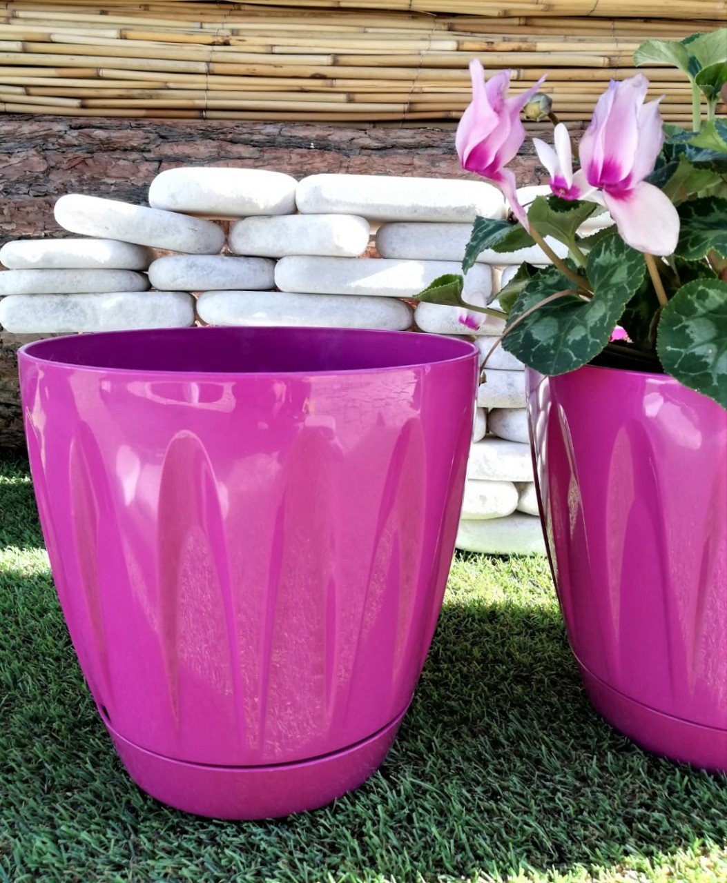 Renkli Saksı 6 LT 1 Adet Vişne Renk Papatya Model Plastik Tabaklı Çiçek Saksısı