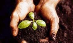 Büyükbaş Hayvan Gübresi 20 Kg Yanmış Kokusuz Gübre