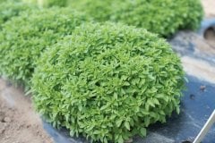 Küçük Yapraklı Yeşil Fesleğen Tohumu 1 Paket (100 Adet Tohum) Tıbbi Aromatik Bitki Tohumu