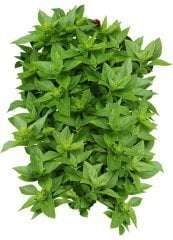 Küçük Yapraklı Yeşil Fesleğen Tohumu 1 Paket (100 Adet Tohum) Tıbbi Aromatik Bitki Tohumu