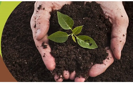 Çim Kapak Toprağı 20 Kg Çim Ekim Toprağı