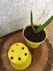 Sarı Renk Kaktüs Üretim Saksısı 15 Adet 5,5x5 CM Renkli Küçük Saksı