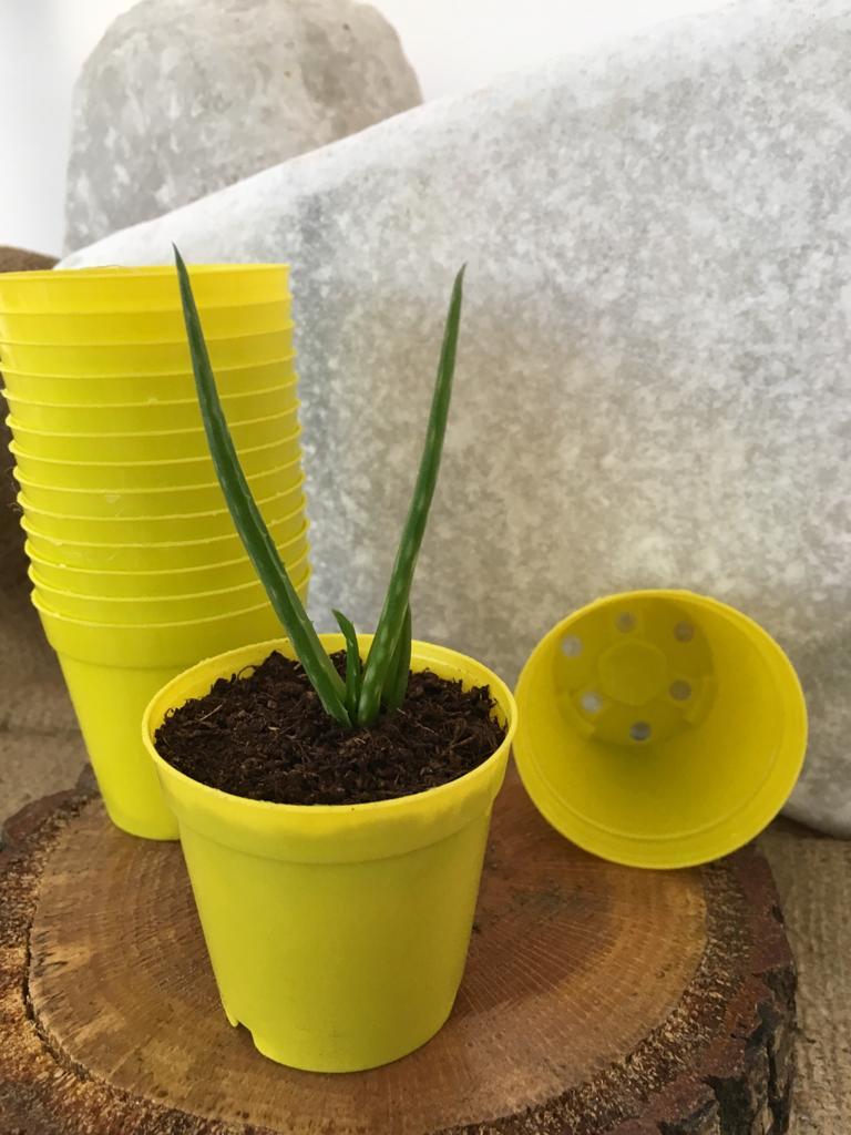 Sarı Renk Kaktüs Üretim Saksısı 100 Adet 5,5x5 CM Renkli Küçük Saksı