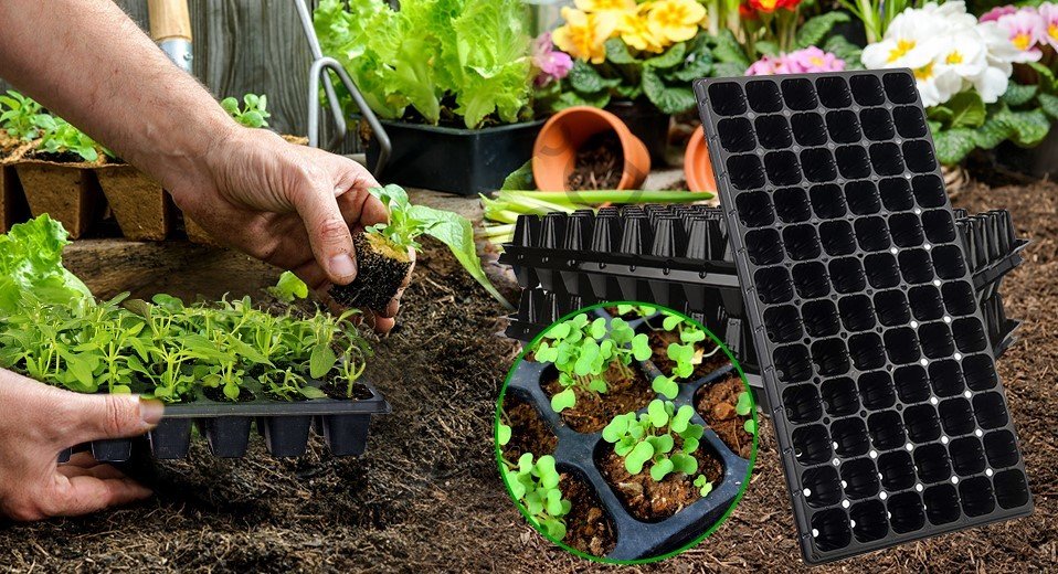 28 Gözlü Fide Viyolü  Adet Seçiniz Fidan Viyolü