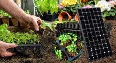 28 Gözlü Fide Viyolü  Adet Seçiniz Fidan Viyolü