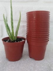 Kaktüs Üretim Saksısı 50 Adet 0,25 Lt Sukulent Saksı