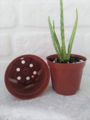 Kaktüs Üretim Saksısı 50 Adet 0,25 Lt Sukulent Saksı