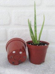 Kaktüs Üretim Saksısı 50 Adet 0,25 Lt Sukulent Saksı