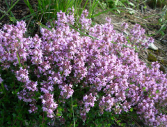 Sivri Kekik Tohumu 100 GR Tıbbi Aromatik Bitki Tohumu