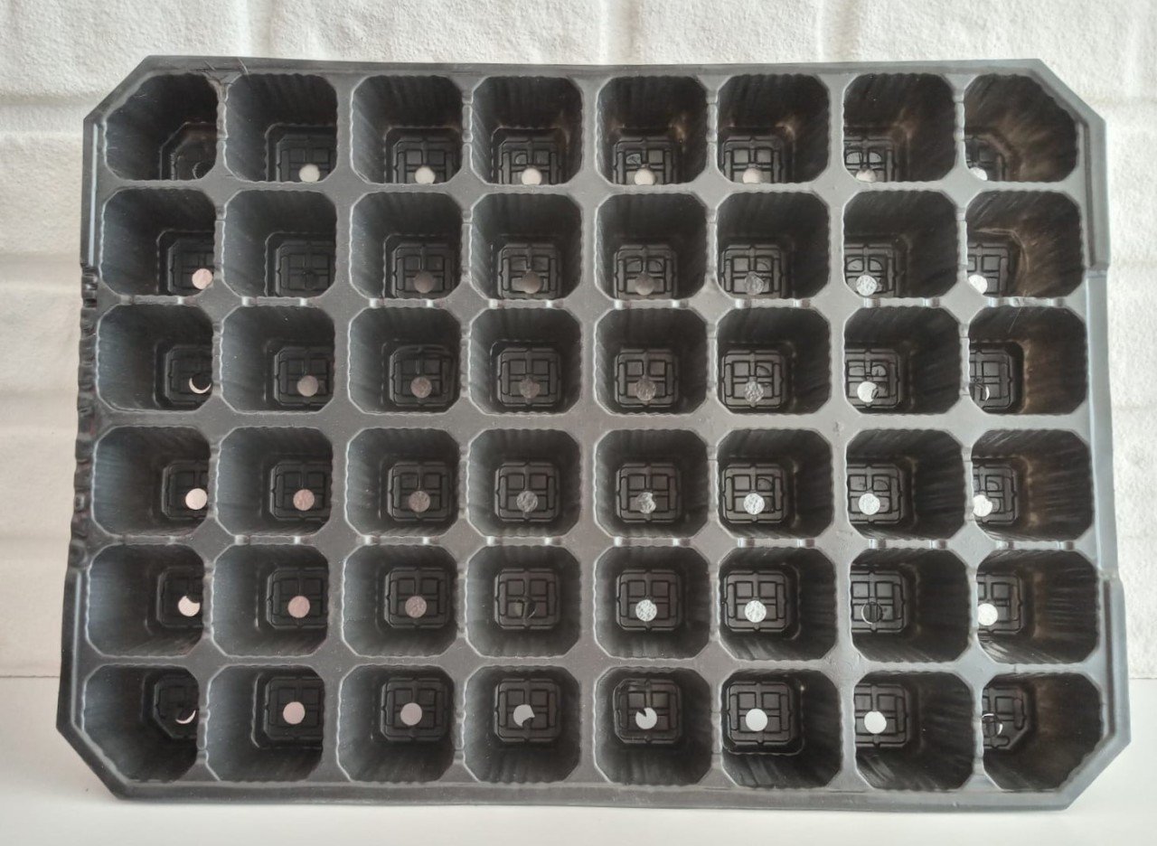 Fide Viyolü 48 Gözlü 100 Adet Fidan Viyolü Tohum Çimlendirme Kabı