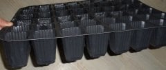 48 Gözlü Fide Viyolü  Adet Seçiniz Fidan Viyolü