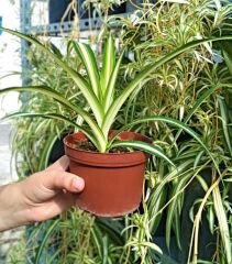 Kurdele Çiçeği 2 Adet Chlorophytum Comosum Kurdela Çiçeği Salon Ofis Bitkisi İç Mekan Süs Bitkisi