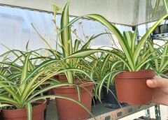 Kurdele Çiçeği 2 Adet Chlorophytum Comosum Kurdela Çiçeği Salon Ofis Bitkisi İç Mekan Süs Bitkisi