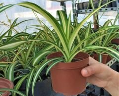 Kurdele Çiçeği 2 Adet Chlorophytum Comosum Kurdela Çiçeği Salon Ofis Bitkisi İç Mekan Süs Bitkisi