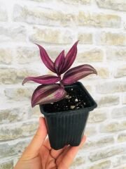Telgraf Çiçeği 1 Adet 10-15 cm Mor Yapraklı Telgraf Çiçeği Zebra Tradescentia Zebrina Sukulent