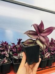 Telgraf Çiçeği 1 Adet 10-15 cm Mor Yapraklı Telgraf Çiçeği Zebra Tradescentia Zebrina Sukulent