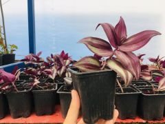 Telgraf Çiçeği 2 Adet 10-15 cm Mor Yapraklı Telgraf Çiçeği Zebra Tradescentia Zebrina Sukulent