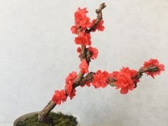 Yapay Çiçek 1 adet 40-80 cm Kırmızı Bahar Dalı Yapay Bitki Ağaç Bonsai Ağacı