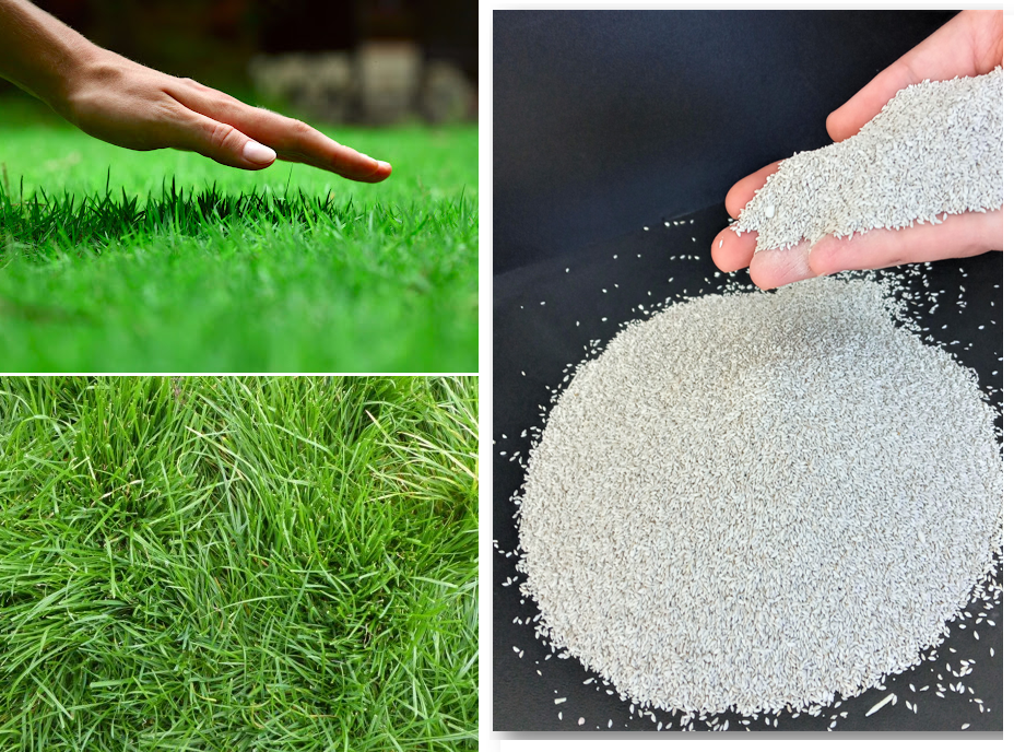 Bermuda Çim Tohumu 500 gr Uganda Çimi Köpek Dişi Ayrığı Tohumu