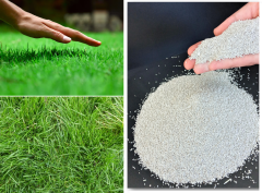 Bermuda Çim Tohumu 500 gr Uganda Çimi Köpek Dişi Ayrığı Tohumu