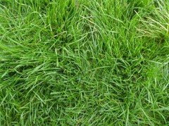 Bermuda Çim Tohumu 5 KG Uganda Çimi Köpek Dişi Ayrığı Tohumu