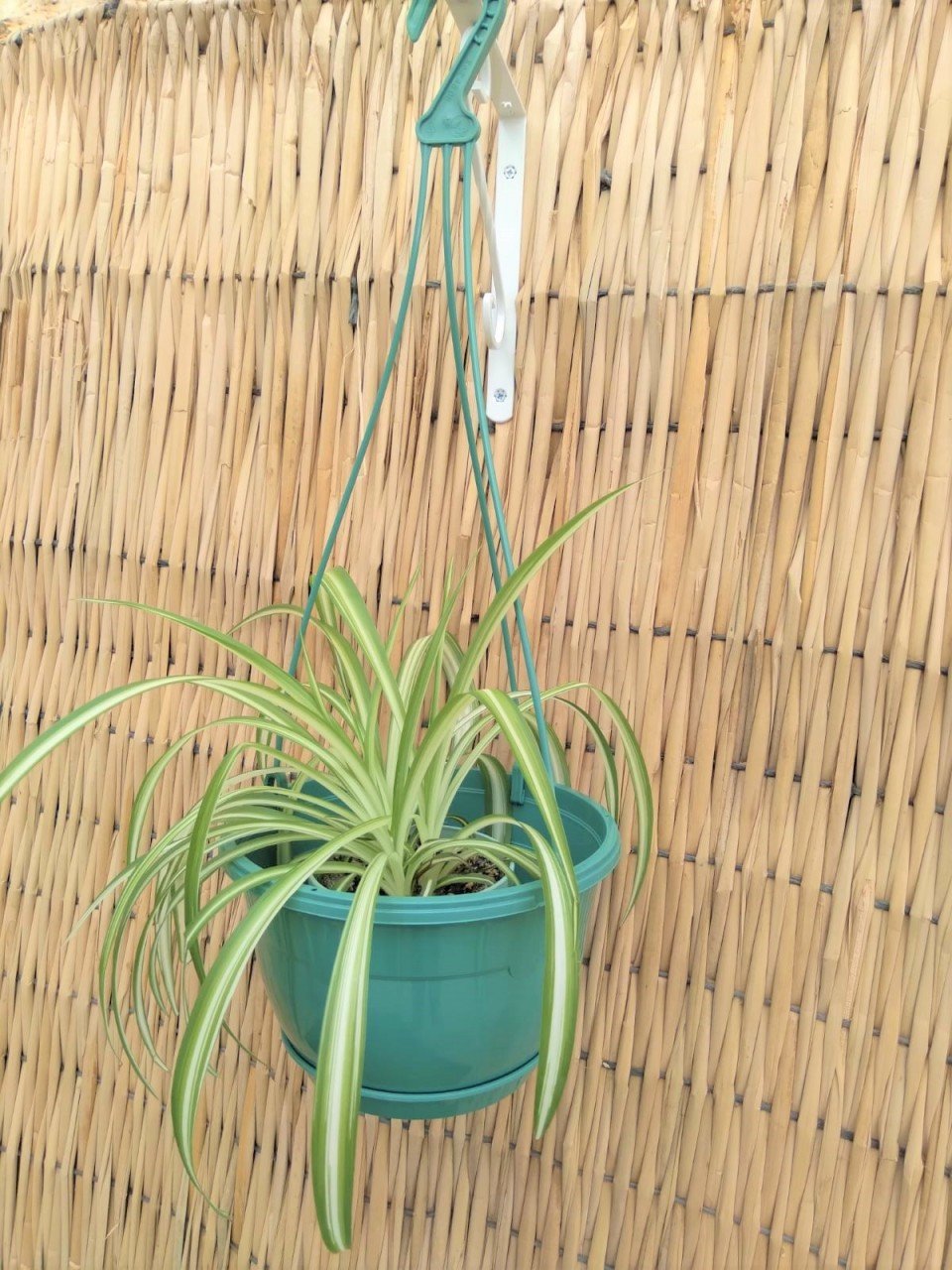 Renkli Askılı Saksı  1,7 LT 1 Adet Yeşil Renk Safir Makrome Model Tabaklı Saksı