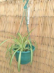 Renkli Askılı Saksı  1,7 LT 2 Adet Yeşil Renk Safir Makrome Model Tabaklı Saksı