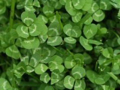 Ak Üçgül Tohumu 500 GR Trifolium Repens Süs Yoncası Bodur Yonca Tohumu
