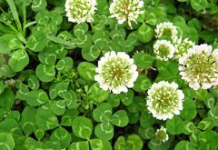 Ak Üçgül Tohumu 1 KG Trifolium Repens Süs Yoncası Bodur Yonca Tohumu